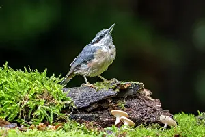 Sitta: Eurasian nuthatch (Sitta europaea), Volcanic Eifel