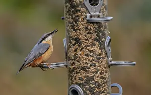 Feeder: Eurasian nuthatch, Sitta europaea, at woodland b