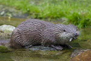 050918: Eurasian Otter - adult eating a fish - Germany
