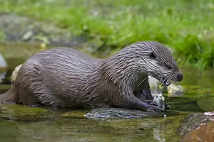 050918: Eurasian Otter - adult eating a fish - Germany