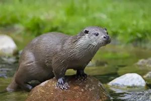 050918: Eurasian Otter - adult otter - Germany