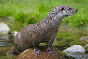 050918: Eurasian Otter - adult otter - Germany