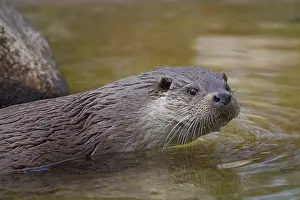 050918: Eurasian Otter - adult otter portrait - Germany