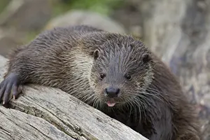 050918: Eurasian Otter - adult otter portrait - Germany