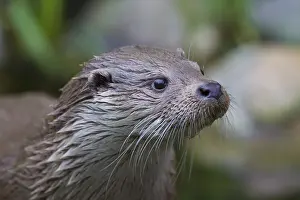 050918: Eurasian Otter - adult otter portrait - Germany