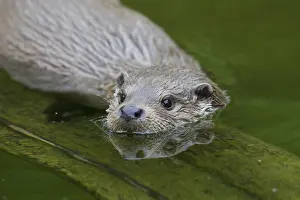 050918: Eurasian Otter - adult otter portrait - Germany