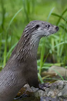 050918: Eurasian Otter - adult otter portrait - Germany