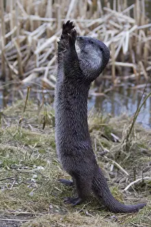 Monitoring: Eurasian Otter - adult stood monitoring around -