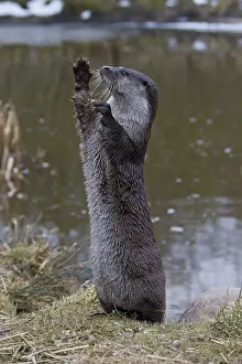 Monitoring: Eurasian Otter - adult stood monitoring around -