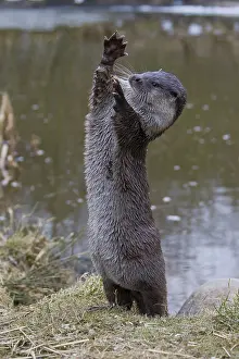 Monitoring: Eurasian Otter - adult stood monitoring around -