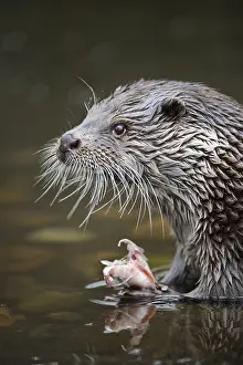 Sideview: Eurasian Otter (Lutra lutra)