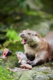 Lutra: Eurasian otter (Lutra lutra), eating a fish, Bavaria