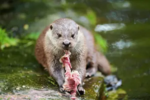 Lutra: Eurasian otter (Lutra lutra), eating a fish, Bavaria