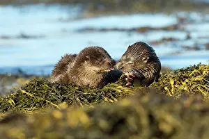 Mull: Eurasian otter (Lutra lutra) mother and pup eating a fish