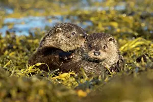 Biting: Eurasian otter (Lutra lutra) mother and pup playing together