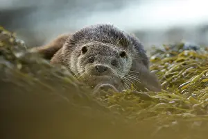 Mull: Eurasian otter (Lutra lutra) mother and pup resting on the s