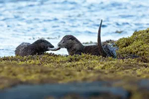 Mull: Eurasian otter (Lutra lutra) mum and pup sharing an eel