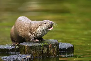 Joyful: Eurasian otter (Lutra lutra) on an old tree trunk in the water