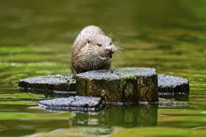 Joyful: Eurasian otter (Lutra lutra) on an old tree trunk in the water