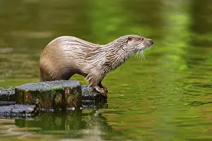 Joyful: Eurasian otter (Lutra lutra) on an old tree trunk in the water