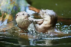 Lutra: Eurasian otter (Lutra lutra), playing with each