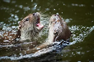 Lutra: Eurasian otter (Lutra lutra), playing with each