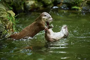 Lutra: Eurasian otter (Lutra lutra), playing with each
