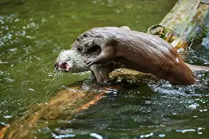 Lutra: Eurasian otter (Lutra lutra), playing with each