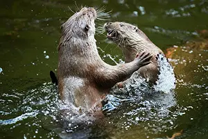 Lutra: Eurasian otter (Lutra lutra), playing with each