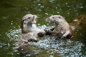 Lutra: Eurasian otter (Lutra lutra), playing with each