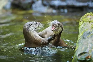 Lutra: Eurasian otter (Lutra lutra), playing with each