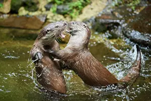 Lutra: Eurasian otter (Lutra lutra), playing with each
