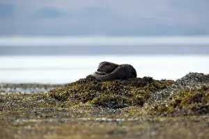 Mull: Eurasian otter (Lutra lutra) sitting on a rock