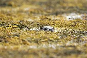 Mull: Eurasian otter (Lutra lutra) swimming in the seaweed