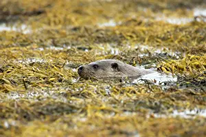 Mull: Eurasian otter (Lutra lutra) swimming in the seaweed