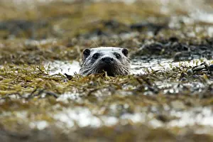 Mull: Eurasian otter (Lutra lutra) swimming in the seaweed