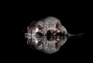 Nights: Eurasian otter (Lutra lutra) walking amongst water, Scotland