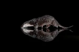 Nights: Eurasian otter (Lutra lutra) walking amongst water, Scotland