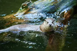 Lutra: Eurasian otter (Lutra lutra), in the water, Bavaria