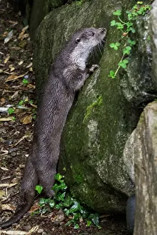 Rive: Eurasian Otter (Lutra lutra), Western Europe