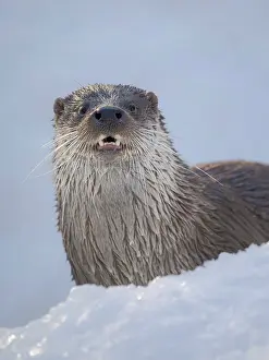 Teeth: Eurasian otter (Lutra lutra) during winter, Finland