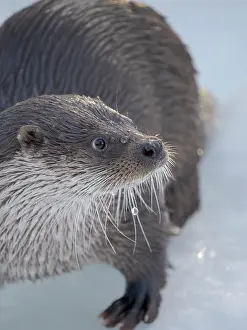 Ranua: Eurasian otter (Lutra lutra) during winter, Finland