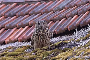 Roof: Eurasian Owl