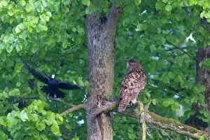 Attack: Eurasian Owl