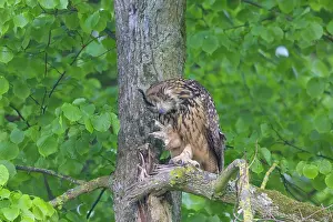 Preening: Eurasian Owl