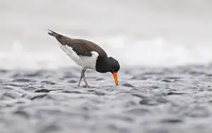 Dyke: Eurasian Oystercatcher
