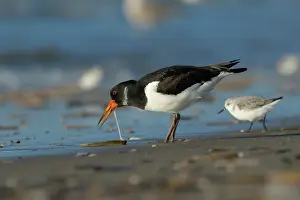 Burg: Eurasian Oystercatcher