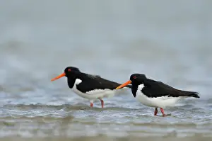 Schiermonnikoog: Eurasian Oystercatcher
