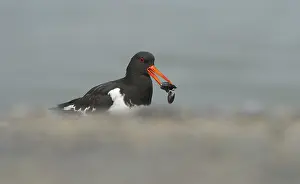 Deformation: Eurasian Oystercatcher