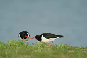 Overflakkee: Eurasian Oystercatcher